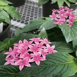 CGASPL Pentas Graffiti 20/20 Flirty Pink Flower Seeds Imported Flower Seeds