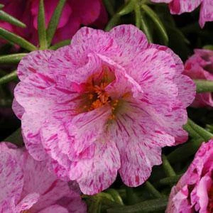 CGASPL Imported Flower Seeds Portulaca Happy Hour Peppermint Flower Seeds 3 CGASPL Imported Flower Seeds Portulaca Happy Hour Peppermint Flower Seeds
