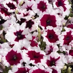 Benary Imported Flower Seeds Petunia Single Mf. Celebrity Burgundy Frost Flower Seeds
