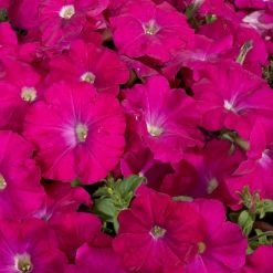 CGASPL Petunia Single Mf. Celebrity Carmine Flower Seeds Imported Flower Seeds