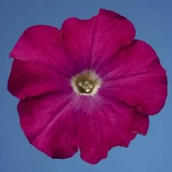 CGASPL Petunia Single Mf. Celebrity Carmine Flower Seeds Imported Flower Seeds