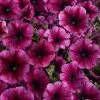 CGASPL Petunia Single Mf. Celebrity Plum Ice Flower Seeds Imported Flower Seeds
