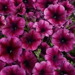 CGASPL Petunia Single Mf. Celebrity Plum Ice Flower Seeds Imported Flower Seeds