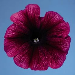 CGASPL Petunia Single Mf. Celebrity Plum Ice Flower Seeds Imported Flower Seeds