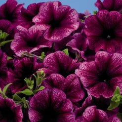 CGASPL Petunia Single Mf. Celebrity Plum Ice Flower Seeds Imported Flower Seeds
