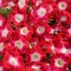 CGASPL Petunia Single Mf. Celebrity Red Morn Flower Seeds