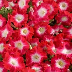 CGASPL Petunia Single Mf. Celebrity Red Morn Flower Seeds