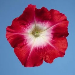 CGASPL Petunia Single Mf. Celebrity Red Morn Flower Seeds