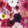 CGASPL Imported Flower Seeds Petunia Single Mf. Celebrity Regular Mix Flower Seeds 2 CGASPL Imported Flower Seeds Petunia Single Mf. Celebrity Regular Mix Flower Seeds