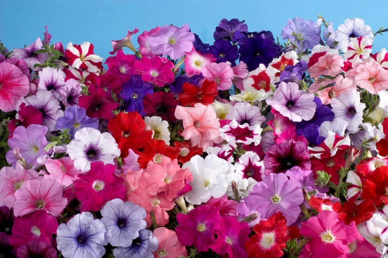 CGASPL Imported Flower Seeds Petunia Single Mf. Celebrity Regular Mix Flower Seeds 4 CGASPL Imported Flower Seeds Petunia Single Mf. Celebrity Regular Mix Flower Seeds