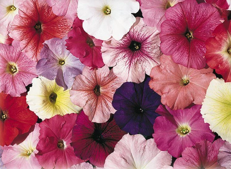 CGASPL Imported Flower Seeds Petunia Single Mf. Celebrity Regular Mix Flower Seeds 3 CGASPL Imported Flower Seeds Petunia Single Mf. Celebrity Regular Mix Flower Seeds