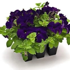 CGASPL Petunia Success 360° Blue Flower Seeds Imported Flower Seeds