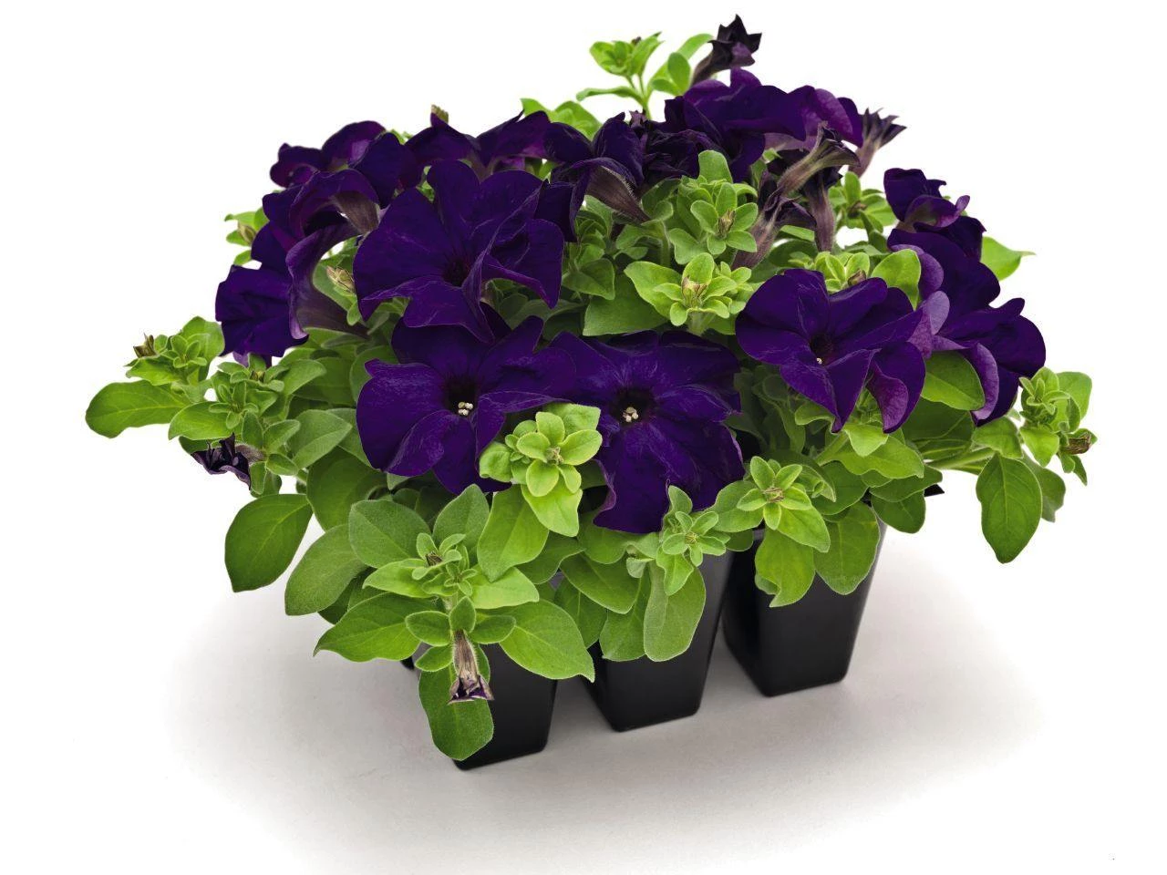CGASPL Petunia Success 360° Blue Flower Seeds Imported Flower Seeds 3 CGASPL Petunia Success 360° Blue Flower Seeds Imported Flower Seeds