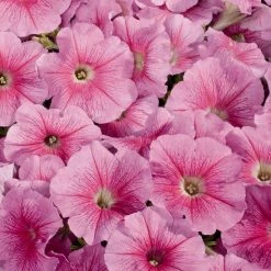 CGASPL Petunia Single Mf. Celebrity Strawberry Ice Flower Seeds