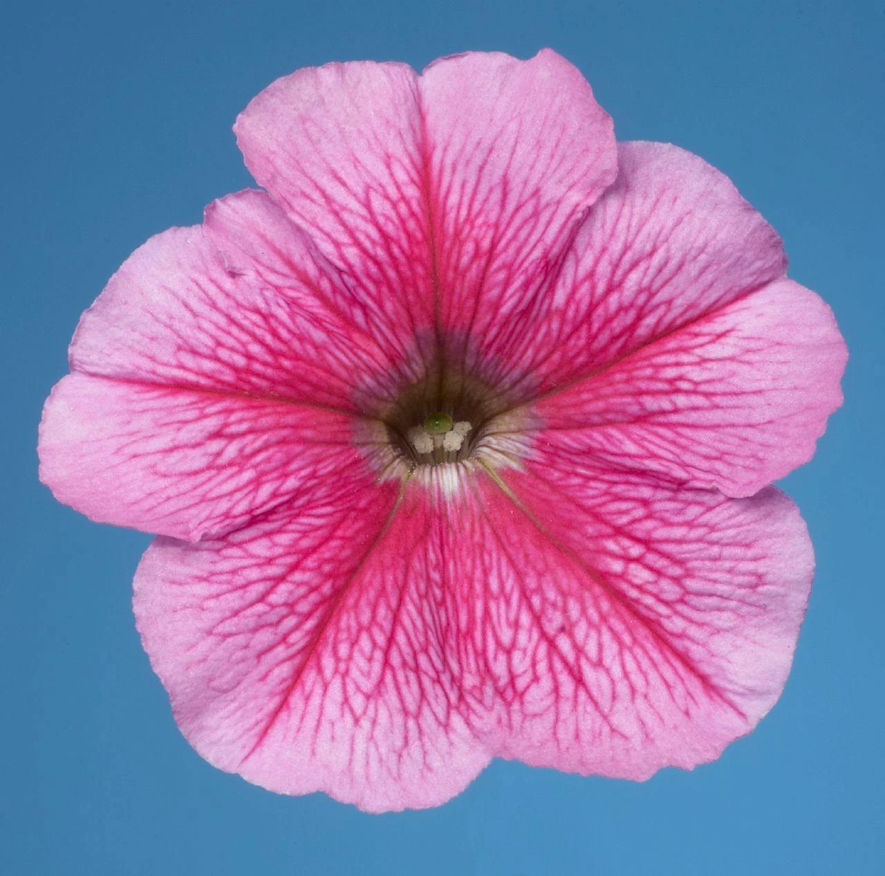 CGASPL Petunia Single Mf. Celebrity Strawberry Ice Flower Seeds 4 CGASPL Petunia Single Mf. Celebrity Strawberry Ice Flower Seeds