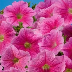CGASPL Petunia Single Mf. Celebrity Strawberry Ice Flower Seeds 7 CGASPL Petunia Single Mf. Celebrity Strawberry Ice Flower Seeds