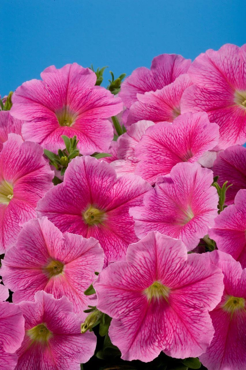 CGASPL Petunia Single Mf. Celebrity Strawberry Ice Flower Seeds 5 CGASPL Petunia Single Mf. Celebrity Strawberry Ice Flower Seeds