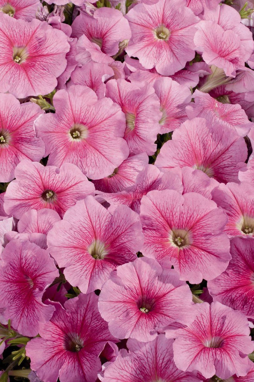 CGASPL Petunia Single Mf. Celebrity Strawberry Ice Flower Seeds 3 CGASPL Petunia Single Mf. Celebrity Strawberry Ice Flower Seeds