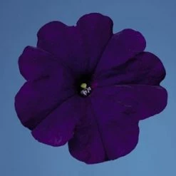 CGASPL Petunia Single Mf. Celebrity Blue Flower Seeds
