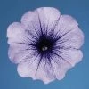CGASPL Petunia Single Mf. Celebrity Blue Ice Flower Seeds