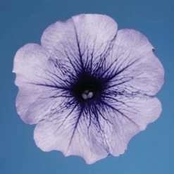 CGASPL Petunia Single Mf. Celebrity Blue Ice Flower Seeds