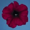 CGASPL Petunia Single Mf. Celebrity Burgundy Flower Seeds