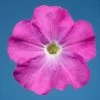 CGASPL Imported Flower Seeds Petunia Single Mf. Celebrity Neon Flower Seeds
