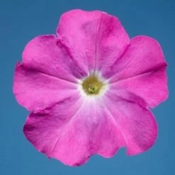 CGASPL Imported Flower Seeds Petunia Single Mf. Celebrity Neon Flower Seeds