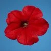 CGASPL Petunia Single Mf. Celebrity Red Flower Seeds Imported Flower Seeds
