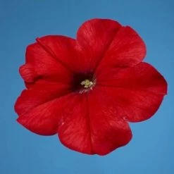 CGASPL Petunia Single Mf. Celebrity Red Flower Seeds Imported Flower Seeds