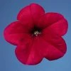 CGASPL Petunia Single Mf. Celebrity Rose Flower Seeds 2 CGASPL Petunia Single Mf. Celebrity Rose Flower Seeds