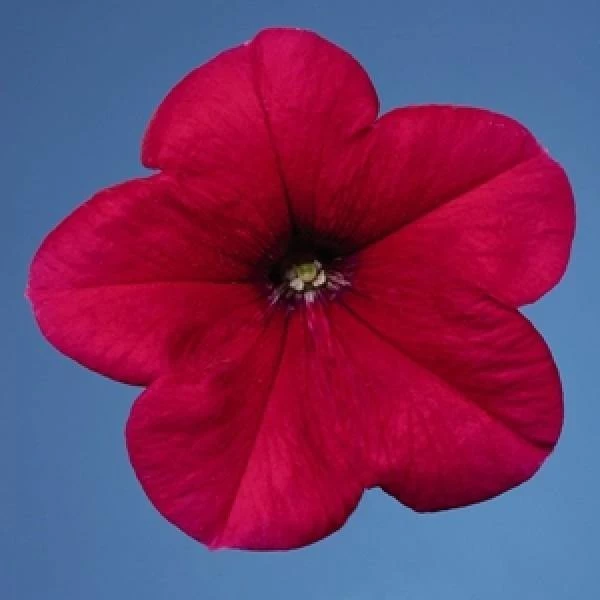 CGASPL Petunia Single Mf. Celebrity Rose Flower Seeds 3 CGASPL Petunia Single Mf. Celebrity Rose Flower Seeds