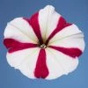 CGASPL Imported Flower Seeds Petunia Single Mf. Celebrity Rose Star Flower Seeds 2 CGASPL Imported Flower Seeds Petunia Single Mf. Celebrity Rose Star Flower Seeds