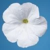 CGASPL Imported Flower Seeds Petunia Single Mf. Celebrity White Flower Seeds