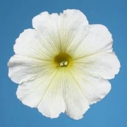 CGASPL Petunia Single Mf. Celebrity Yellow Flower Seeds