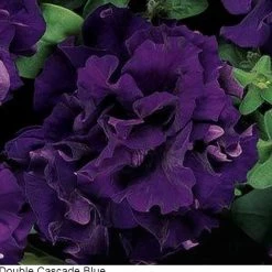 Pan American Seeds Petunia Double Gf. Cascade Blue Flower Seeds Imported Flower Seeds