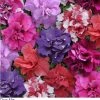Pan American Seeds Petunia Double Mf. Duo Mix Flower Seeds Imported Flower Seeds