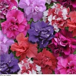 Pan American Seeds Petunia Double Mf. Duo Mix Flower Seeds Imported Flower Seeds