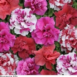 Pan American Seeds Petunia Double Mf. Bonanza Mix Flower Seeds