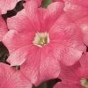 Pan American Seeds Petunia Single Gf. Dreams Salmon Flower Seeds Imported Flower Seeds 2 Pan American Seeds Petunia Single Gf. Dreams Salmon Flower Seeds Imported Flower Seeds