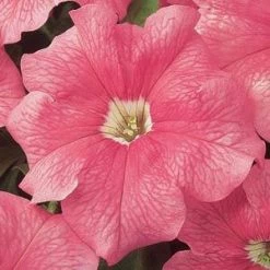 Pan American Seeds Petunia Single Gf. Dreams Salmon Flower Seeds Imported Flower Seeds