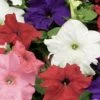 Goldsmith Imported Flower Seeds Petunia Single Gf. Bravo Mix Flower Seeds 2 Goldsmith Imported Flower Seeds Petunia Single Gf. Bravo Mix Flower Seeds