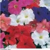 Pan American Seeds Petunia Single Gf. Dreams Mix Flower Seeds 1 Pan American Seeds Petunia Single Gf. Dreams Mix Flower Seeds