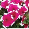 Pan American Seeds Petunia Single Gf. Dreams Rose Picotee Flower Seeds Imported Flower Seeds 2 Pan American Seeds Petunia Single Gf. Dreams Rose Picotee Flower Seeds Imported Flower Seeds