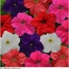 Pan American Seeds Imported Flower Seeds Petunia Single Gf. Ez Rider Formula Mix Flower Seeds 1 Pan American Seeds Imported Flower Seeds Petunia Single Gf. Ez Rider Formula Mix Flower Seeds