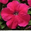 Pan American Seeds Imported Flower Seeds Petunia Single Gf. Ez Rider Rose Flower Seeds