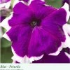 Sakata Seeds Petunia Single Gf. Hulahoop Blue Flower Seeds