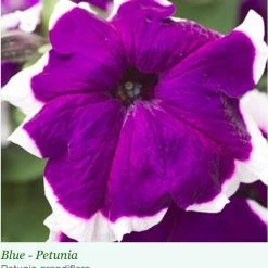 Sakata Seeds Petunia Single Gf. Hulahoop Blue Flower Seeds