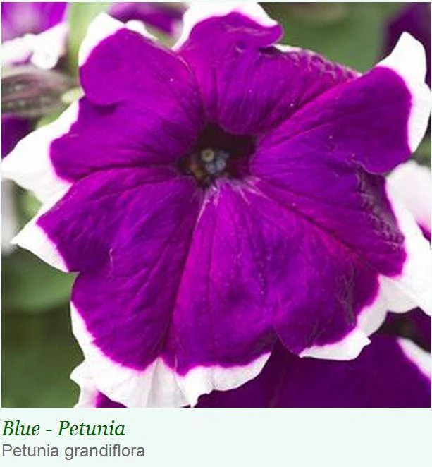 Sakata Seeds Petunia Single Gf. Hulahoop Blue Flower Seeds 3 Sakata Seeds Petunia Single Gf. Hulahoop Blue Flower Seeds