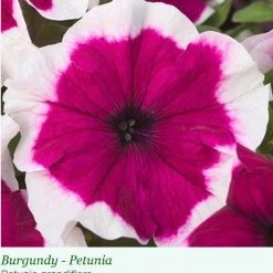 Sakata Seeds Petunia Single Gf. Hulahoop Burgundy Flower Seeds